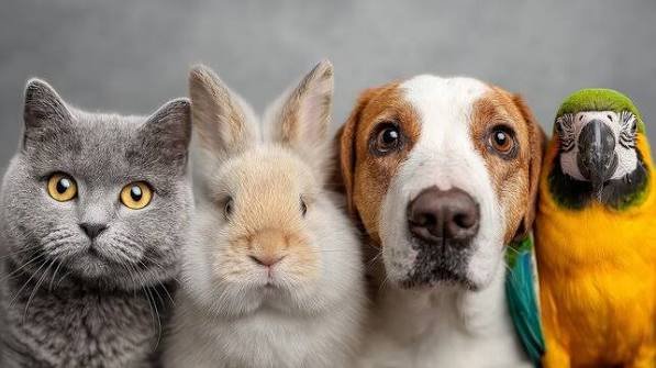 Pet